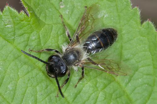 Andrena sp.